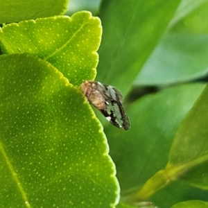 Scolypopa australis at Hawker, ACT - suppressed