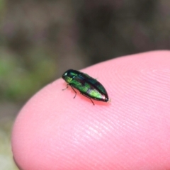 Melobasis splendida (a Jewel beetle) at QPRC LGA - 19 Jan 2024 by Csteele4