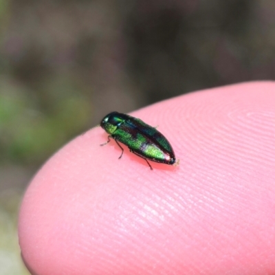 Melobasis splendida (a Jewel beetle) at Captains Flat, NSW - 19 Jan 2024 by Csteele4