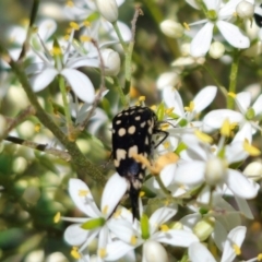 Hoshihananomia leucosticta (Pintail or Tumbling flower beetle) at QPRC LGA - 19 Jan 2024 by Csteele4