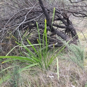 Lomandra longifolia at The Pinnacle - 30 May 2023