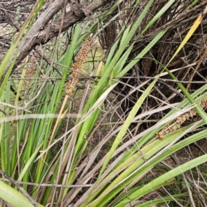 Lomandra longifolia at The Pinnacle - 30 May 2023 01:42 PM