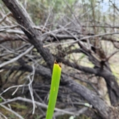 Lomandra longifolia at The Pinnacle - 30 May 2023