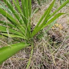 Lomandra longifolia at The Pinnacle - 30 May 2023 01:42 PM