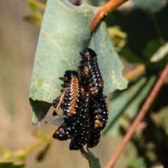 Paropsis variolosa (Variolosa leaf beetle) at Block 402 - 19 Jan 2024 by Roger