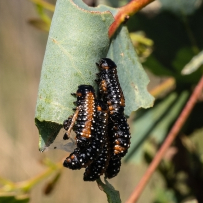 Paropsis variolosa (Variolosa leaf beetle) at Piney Ridge - 19 Jan 2024 by Roger