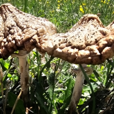 Unidentified Cap on a stem; gills below cap [mushrooms or mushroom-like] at Throsby, ACT - 18 Jan 2024 by Eirheart