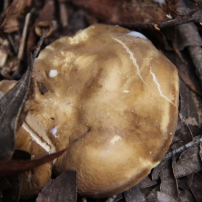 Unidentified Cap on a stem; gills below cap [mushrooms or mushroom-like] at Glen Allen, NSW - 18 Jan 2024 by Csteele4