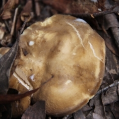 Unidentified Cap on a stem; gills below cap [mushrooms or mushroom-like] at Nunnock Swamp - 18 Jan 2024 by Csteele4
