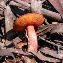 Boletus barragensis (Boletus barragensis) at South East Forest National Park - 18 Jan 2024 by Csteele4