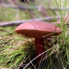 Boletus barragensis at Nunnock Swamp - 18 Jan 2024