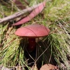 Boletus barragensis at Nunnock Swamp - 18 Jan 2024