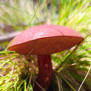 Boletus barragensis at Nunnock Swamp - 18 Jan 2024 01:44 PM