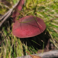 Boletus barragensis at Nunnock Swamp - 18 Jan 2024