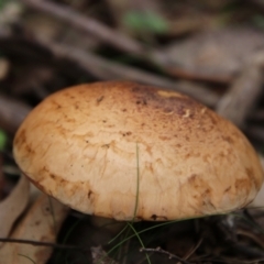 zz agaric (stem; gills not white/cream) at South East Forest National Park - 18 Jan 2024 by Csteele4