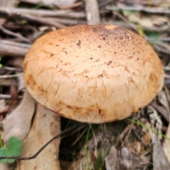 zz agaric (stem; gills not white/cream) at South East Forest National Park - 18 Jan 2024 04:07 PM