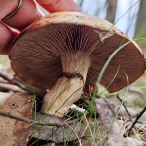 zz agaric (stem; gills not white/cream) at South East Forest National Park - 18 Jan 2024 04:07 PM