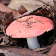 Russula sp. (genus) (Russula) at South East Forest National Park - 18 Jan 2024 by Csteele4