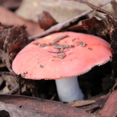 Russula sp. (Russula) at Nunnock Swamp - 18 Jan 2024 by Csteele4