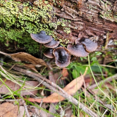 Mycena sp. (Mycena) at South East Forest National Park - 18 Jan 2024 by Csteele4