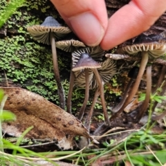 Mycena sp. at Nunnock Swamp - 18 Jan 2024 04:50 PM