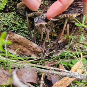 Mycena sp. at Nunnock Swamp - 18 Jan 2024 04:50 PM