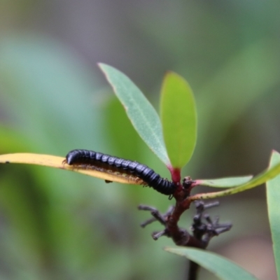 Paradoxosomatidae sp. (family) (Millipede) at Glen Allen, NSW - 18 Jan 2024 by Csteele4