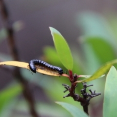 Paradoxosomatidae sp. (family) at Nunnock Swamp - 18 Jan 2024