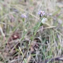 Vittadinia cuneata var. cuneata (Fuzzy New Holland Daisy) at The Pinnacle - 14 May 2023 by sangio7