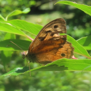 Heteronympha merope at QPRC LGA - 19 Jan 2024