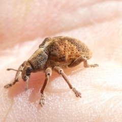 Gonipterus scutellatus (Eucalyptus snout beetle, gum tree weevil) at Belconnen, ACT - 18 Jan 2024 by JohnGiacon