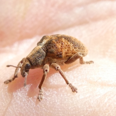 Gonipterus scutellatus (Eucalyptus snout beetle, gum tree weevil) at Flea Bog Flat to Emu Creek Corridor - 18 Jan 2024 by JohnGiacon