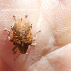 Gonipterus scutellatus at Flea Bog Flat to Emu Creek Corridor - 19 Jan 2024 10:01 AM