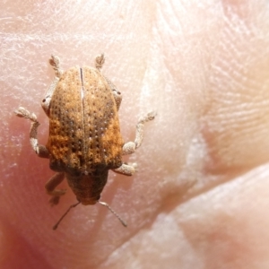 Gonipterus scutellatus at Flea Bog Flat to Emu Creek Corridor - 19 Jan 2024 10:01 AM