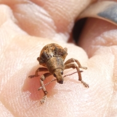 Gonipterus scutellatus at Flea Bog Flat to Emu Creek Corridor - 19 Jan 2024