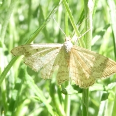 Scopula rubraria (Reddish Wave, Plantain Moth) at Belconnen, ACT - 18 Jan 2024 by JohnGiacon