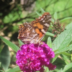 Vanessa kershawi (Australian Painted Lady) at QPRC LGA - 19 Jan 2024 by MatthewFrawley