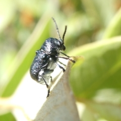 Aporocera (Aporocera) scabrosa (Leaf beetle) at Emu Creek - 18 Jan 2024 by JohnGiacon