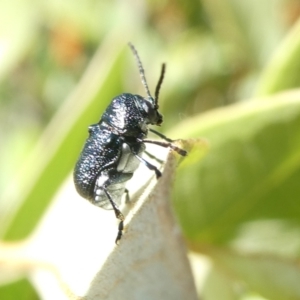 Aporocera (Aporocera) scabrosa at Emu Creek - 19 Jan 2024