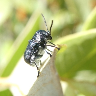 Aporocera (Aporocera) scabrosa (Leaf beetle) at Emu Creek - 18 Jan 2024 by JohnGiacon