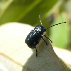 Aporocera (Aporocera) scabrosa at Emu Creek - 19 Jan 2024