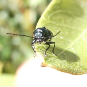 Aporocera (Aporocera) scabrosa at Emu Creek - 19 Jan 2024