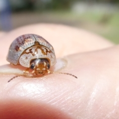 Paropsisterna m-fuscum (Eucalyptus Leaf Beetle) at Emu Creek - 19 Jan 2024 by JohnGiacon