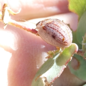 Paropsisterna m-fuscum at Emu Creek - 19 Jan 2024