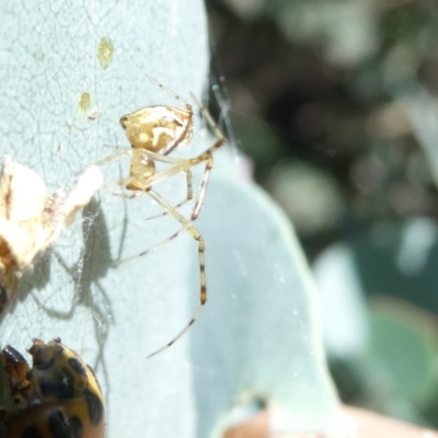 Theridion pyramidale (Tangle-web spider) at Flea Bog Flat to Emu Creek Corridor - 18 Jan 2024 by JohnGiacon