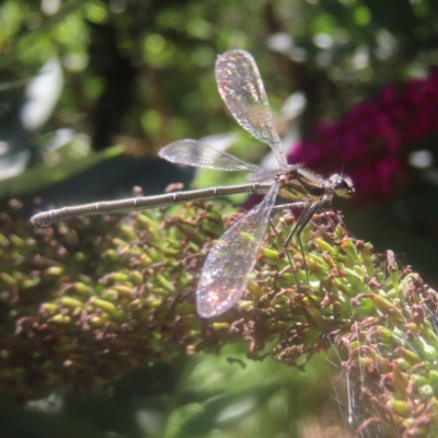 Austroargiolestes icteromelas (Common Flatwing) at Braidwood, NSW - 19 Jan 2024 by MatthewFrawley