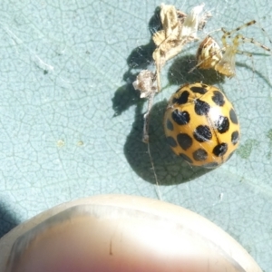 Harmonia conformis at Emu Creek - 19 Jan 2024