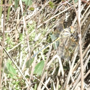 Hemicordulia tau at Bruce Ridge to Gossan Hill - 19 Jan 2024