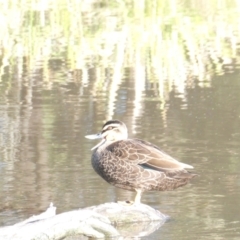 Anas superciliosa (Pacific Black Duck) at Bruce Ridge - 18 Jan 2024 by JohnGiacon