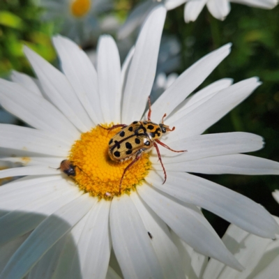 Neorrhina punctata (Spotted flower chafer) at Braidwood, NSW - 18 Jan 2024 by MatthewFrawley